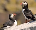 Couple de Macareux moines (Fratercula arctica) Couple de Macareux moines 