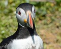 Macareux moine (Fratercula arctica, Ecosse) Macareux moine 