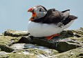 Macareux moine (Fratercula arctica) Macareux moine plumage nuptial 
