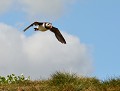 Macareux moine (Fratercula arctica) Macareux moine 