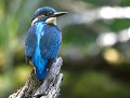 Martin pêcheur mâle (Alcedo atthis) Martin pêcheur mâle 