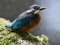 Martin pêcheur juvénile (Alcedo atthis, Bretagne, France) Martin pêcheur juvénile 