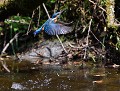 Martin pêcheur mâle (Alcedo atthis) Martin pêcheur mâle 