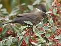 Merle noir femelle (Turdus merula, Côtes d'Armor, France) Merle noir femelle 