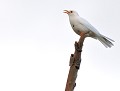 Merle noir mâle leucique (Turdus merula) Merle leucique, merle albinos 