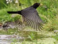 Merle noir mâle (Turdus merula) Merle noir mâle dans l'eau 