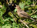 PAPAAA il est temps d'utiliser un SONOTONEUHH (Merle noir mâle et sa progéniture : Turdus merula, dans les Côtes d'Armor, France) Sonotone, merle noir juvénle 