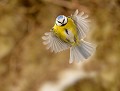 Mésange bleue (Cyanistes caeruleus) Mésange bleue en vol 