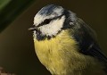 Mésange bleue (Cyanistes caeruleus, Bretagne, France) portrait Mésange bleue 