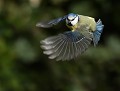 Mésange bleue (Cyanistes caeruleus) Mésange bleue en vol 