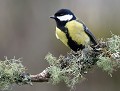 Mésange charbonnière (Parus major) Mésange charbonnière 