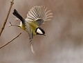 Mésange charbonnière (Parus major) Mésange charbonnière 