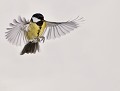 Mésange charbonnière (Parus major) Mésange charbonnière 