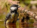 Mésange charbonnière (Parus major) Mésange charbonnière au bain 
