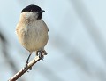Mésange nonnette (Poecile palustris) Mésange nonnette 