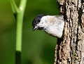 Mésange nonnette (Poecile palustris, Bretagne, France) nid de Mésange nonnette 