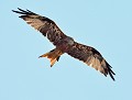 Milan royal (Milvus milvus) Milan royal 