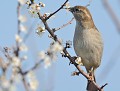 Le parfum...: Moineau domestique (Passer domesticus) odorat du Moineau domestique, odorat des oiseaux 