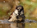 Moineau domestique (Passer domesticus) Moineau domestique au bain 