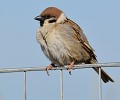 Moineau friquet (Passer montanus) Moineau friquet 