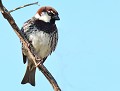 Moineau ibérique (Passer hispaniolensis) Moineau ibérique, moineau espagnol 