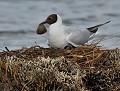 Mouette rieuse (Chroicocephalus ridibundus) Mouette rieuse au nid 