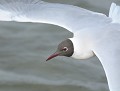 Mouette rieuse (Chroicocephalus ridibundus, Vendée, France) Mouette rieuse 