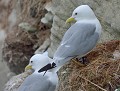 Mouette tridactyle (Rissa tridactyla) Mouette tridactyle 