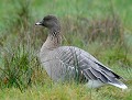 Oie à bec court (Anser brachyrhynchus). L'Oie à bec court niche dans l'est du Groenland, en Islande et au Spitzberg. Elle passe l'hiver sur les littoraux de la Mer du Nord. Cette Oie a été photographiée en hiver au sein d'un groupe assez important de Bernaches du Canada, et de quelques Oies cendrées en bordure d'un grand étang en centre Bretagne. Elle n'était pas baguée. oie à bec court en bretagne 