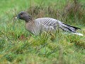 Oie à bec court (Anser brachyrhynchus, Côtes d'Armor, France) Oie à bec court en bretagne 