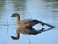 Oie à bec court (Anser brachyrhynchus) Oie à bec court en bretagne 