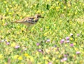 Oedicnème criard (Burhinus oedicnemus) Oedicnème criard 