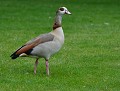 Ouette d'Égypte (Alopochen aegyptiaca). Cette espèce vie en Afrique, au sud du Sahara et dans la vallée du Nil. Elle est sédentaire et fréquente tous les types de plans d'eau.
Elle a été introduite en Angleterre, aux Pays-Bas et en Allemagne où elle s'est propagée jusqu'à dans plusieurs Européens, dont la Belgique et la France. En Europe, depuis 2017, l'Ouette d'Égypte est inscrite dans la liste des espèces exotiques envahissantes préoccupante...No Comment ! 
 Ouette d'Égypte 