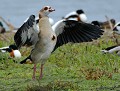 Ouette d'Égypte libre et sauvage !  (Alopochen aegyptiaca) Ouette d'Égypte en France 