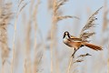 Panure à moustaches mâle (Panurus biarmicus) Panure à moustaches en bretagne 