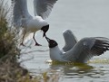 Mouettes rieuses se disputant un lançon (Vendée, France) Mouettes rieuses et lançon 