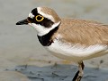 Petit Gravelot  (Charadrius dubius, Gironde, France) Petit Gravelot 