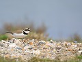 Petit Gravelot (Charadrius dubius) Petit Gravelot 