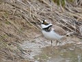 Petit Gravelot (Charadrius dubius) Petit Gravelot 