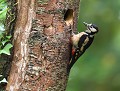Pic épeiche (Dendrocopos major) Pic épeiche 