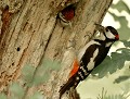 Pic épeiche mâle et son petit (Dendrocopos major, Bretagne, France) Pic épeiche mâle et son petit 