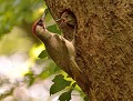 Pic vert mâle et son petit (Picus viridis, Côtes d'Armor, France). Pic vert mâle et son petit 