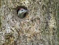 Pic vert juvénile (Picus viridis) Pic vert juvénile 