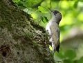 Pic vert femelle (Picus viridis) Pic vert femelle 