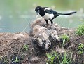 Les éboueurs... Pie bavarde juvénile (Pica pica) sur carcasse de Raton laveur (Procyon lotor, Allemagne) Pie sur carcasse 