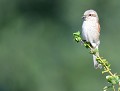Pie-grièche écorcheur femelle (Lanius collurio) Pie-grièche écorcheur 