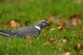 Pigeon ramier (Columba palumbus, Bretagne, France) alimentation Pigeon ramier 