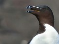 Pingouin torda (Alca torda) Pingouin torda 