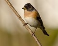 Pinson du nord mâle (Fringilla montifringilla) Pinson du nord mâle 