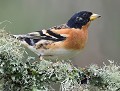 Pinson du nord mâle (Fringilla montifringilla) Pinson du nord mâle 